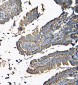 Anti-MVP Antibody Picoband™ (monoclonal, 8B12)
